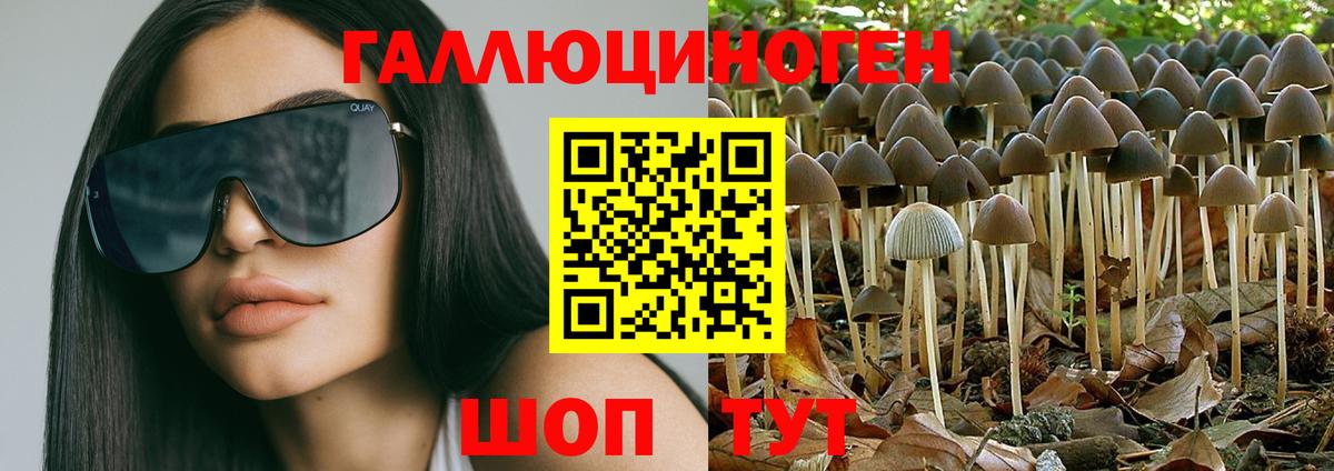 Псилоцибиновые грибы Psilocybe  Вход с VPN  где купить наркотик  Губаха  Псилоцибиновые грибы Psilocybe 